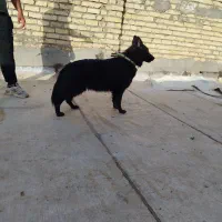 سگ ژرمن بلاک شپرد شولاین