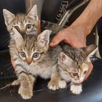 واگذاری رایگان گربه دی اس اچ
