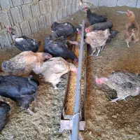 مرغ محلی تخم گزار