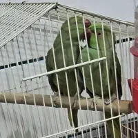 طوطی ملنگو جفت|پرنده|ابهر, |دیوار