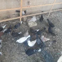 کبوترجوجه پرشی|پرنده|کاشان, طاهرآباد|دیوار