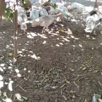 بوقلمون سالم و سرحال|حیوانات مزرعه|دشت ذهاب, |دیوار