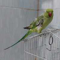 فروش یک جفت طوطی ملنگو مولد نر و ماده