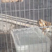 سهره قناری ماده