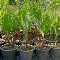 پالم ، یوکا ، یاس هلندی ، بابا آدم ، کاج ابلق