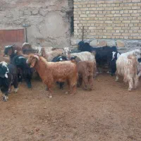 بزغاله نر|حیوانات مزرعه|کرمانشاه, |دیوار