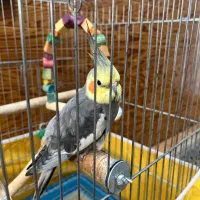 عروس هلندی نیمه بالغ نر همراه با وسایل کامل|پرنده|نوشهر, |دیوار