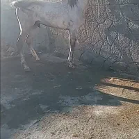 فروش اسب نریان  ۴ سال تازه سواری خوشتیپ مناسب