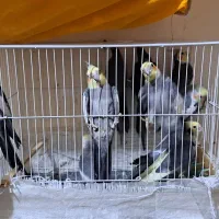 عروس هلندی جفت