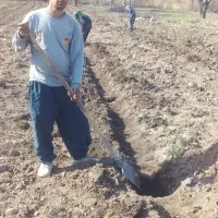 باغبانی حرس واسپار وسم پاشی