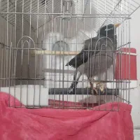 مرغ مینا سخنگو