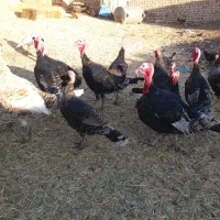 بوقلمون|حیوانات مزرعه|جعفرآباد, |دیوار