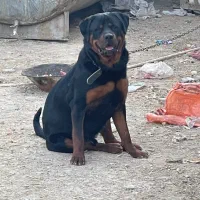 سگ روتوایلر توله یک ساله با مدارک کامل