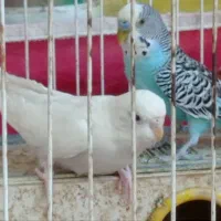 مرغ عشق|پرنده|اهواز, کمپلو جنوبی|دیوار