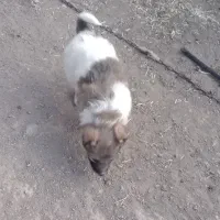 سگ سرابی نر