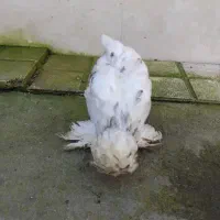 یک جفت مرغ وخروس لهستانی سلطان