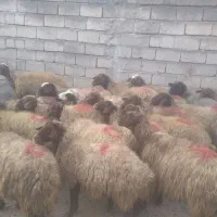 گوسفند داشتی با بره|حیوانات مزرعه|سنندج, |دیوار