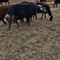 ۴ راس میش زاییده