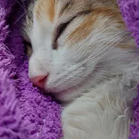 واگذاری گربه( رایگان )|گربه|بومهن, |دیوار