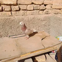زاجر