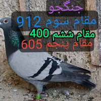 یک جفت جوجه مسافتی عربستان نسل رکورد خراسان رضوی|پرنده|اهواز, فاز ۱ پادادشهر|دیوار