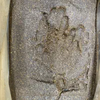 کشمش حلوایی و خمیر کشمش|خوردنی و آشامیدنی|تاکستان, |دیوار