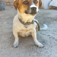 واگذاری سگ پا کوتاه ماده