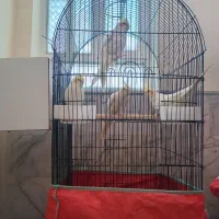 فروش ۴عددعروس هلندی