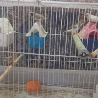 فنچ سرحال وتخمی