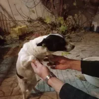 یک سگ خرطول|سگ|ملایر, |دیوار