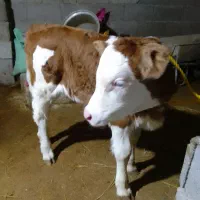 گاو سمینتال باگوساله ۱۲روزه|حیوانات مزرعه|رضوانشهر, |دیوار