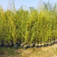 نی خیزران.خیزران