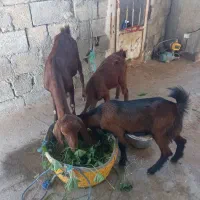 بز حول دوتا تیشتر|حیوانات مزرعه|خورموج, |دیوار