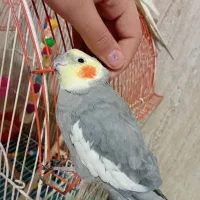 دو عدد عروس هلندی ب فروش میرود|پرنده|کرج, حصارک پایین|دیوار