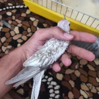 عروس هلندی سرلاکی معاوضه با کوتوله طوطی برزیلی|پرنده|شیراز, رکن‌آباد|دیوار