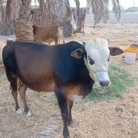 گاو نر