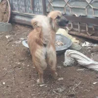 اشپیتز ماده