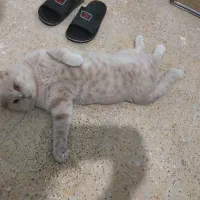 گربه اسکاتیش فولد جفت خورده