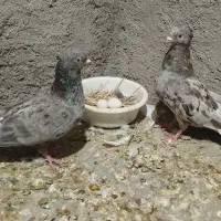 کبوتر رنگی