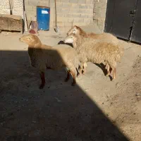 قوچ مغان گوسفند گاو بز|حیوانات مزرعه|دینور, |دیوار