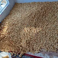 فروش خشکبار