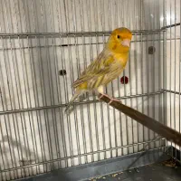 قناری قرص بخون دهن فلوتی،ابلغ سوپری
