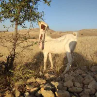 پازن گلابی یک ساله و نیم