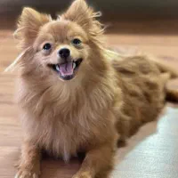 واگذاری پامرانین روباهی رایگان