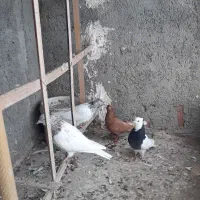 زرد دم سفید|پرنده|شیروان (خراسان), |دیوار