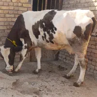 گوساله..گاو شیری6ماه آبستن30کیلو شیر