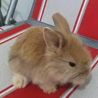 خرگوش لوپ جرسی پشمالو