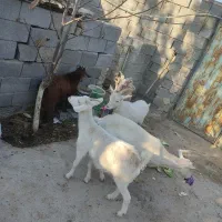 بز سانن و آلپاین در فریمان|حیوانات مزرعه|فریمان, |دیوار