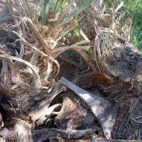 جنگ درخت|گل و گیاه طبیعی|ریگان, |دیوار