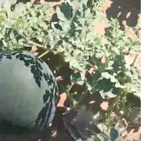 هندوانه|عمده‌فروشی|شوش, |دیوار